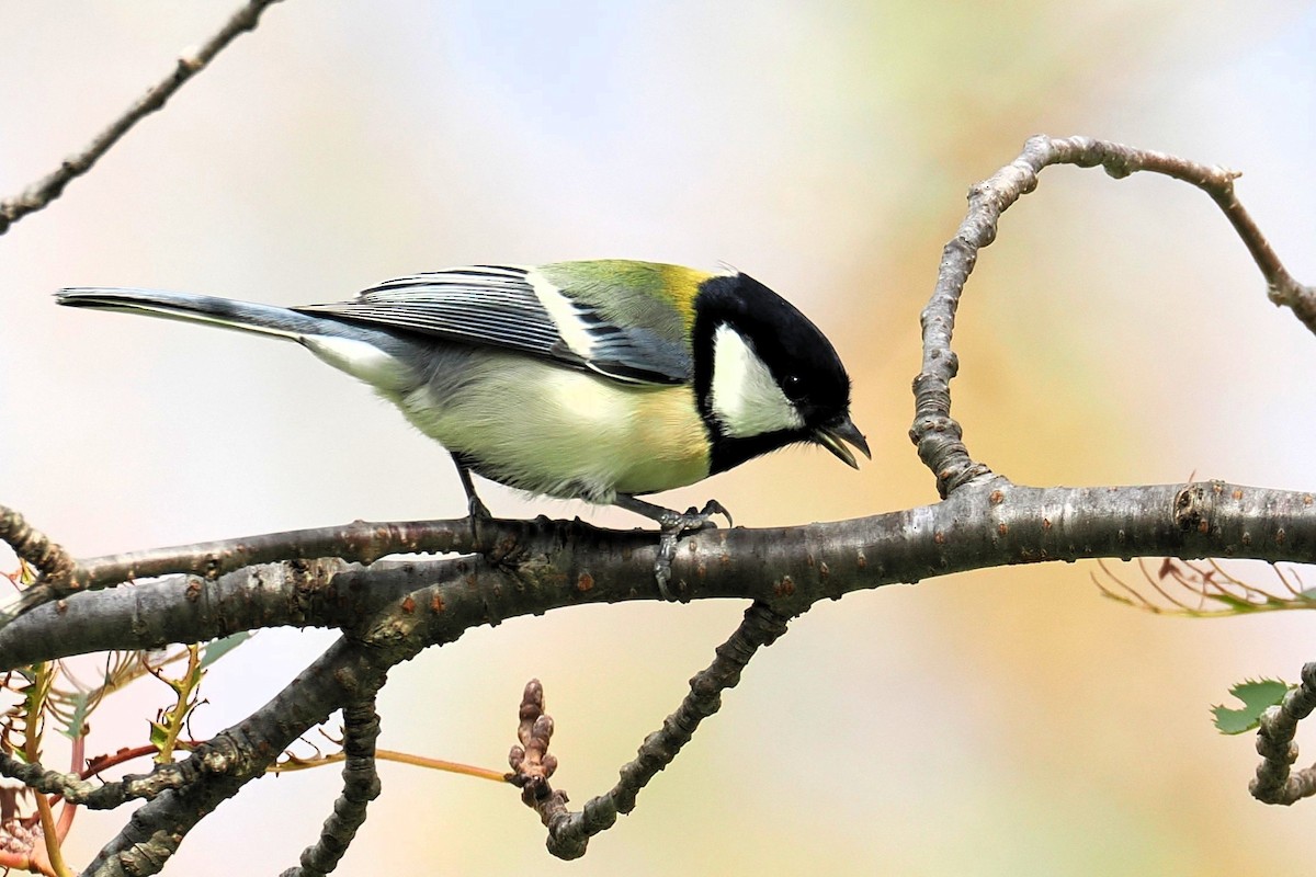 Asian Tit (Japanese) - ML645327479