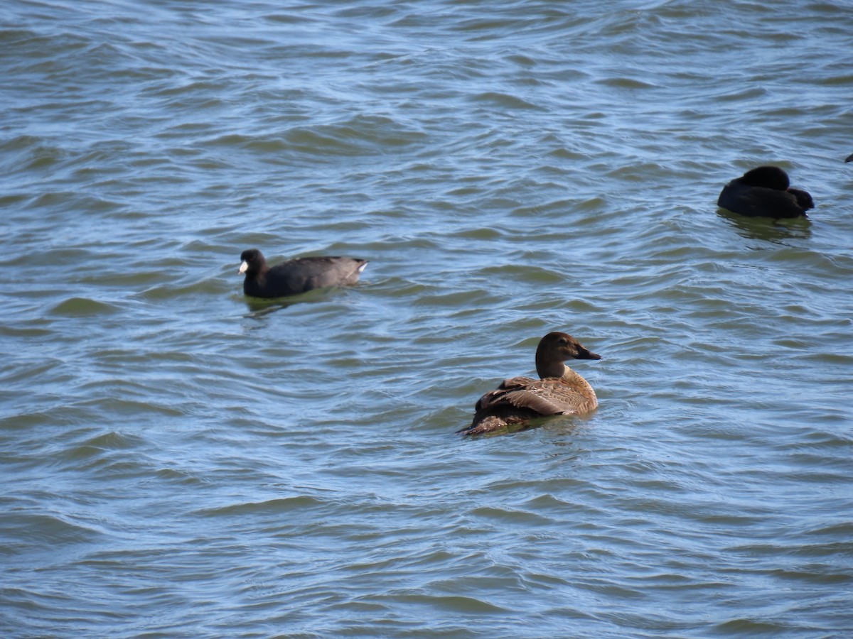 King Eider - ML645327482