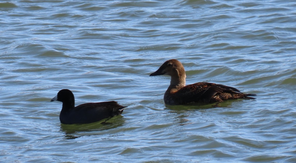 King Eider - ML645327485