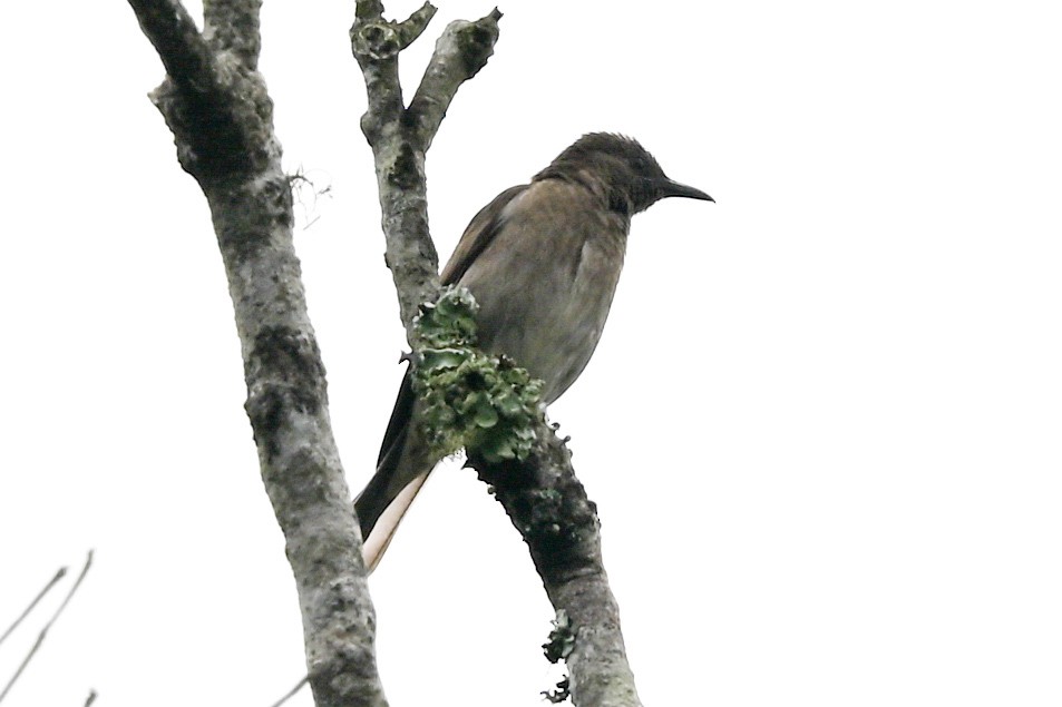 Madagascar Starling - ML645327486