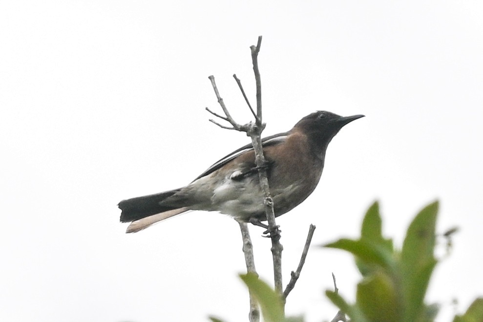 Madagascar Starling - ML645327487