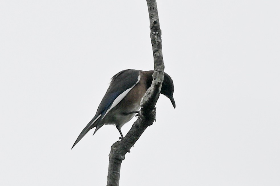 Madagascar Starling - ML645327488