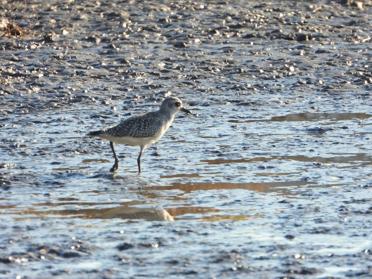 Chorlito Gris - ML645327503