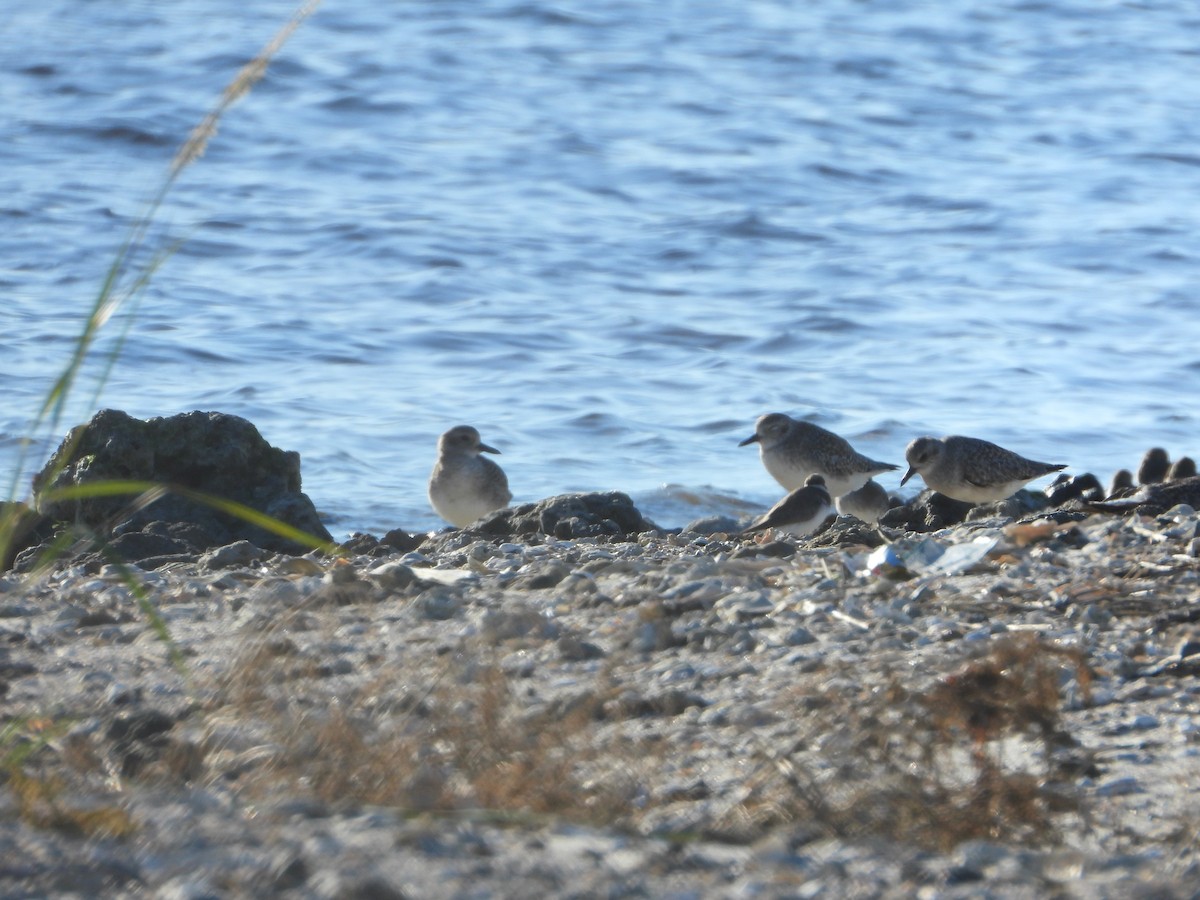 Chorlito Gris - ML645327505