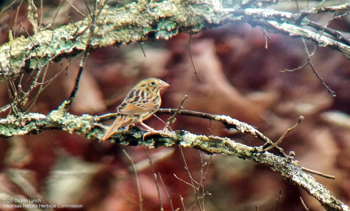 Багновець рудокрилий - ML645327523