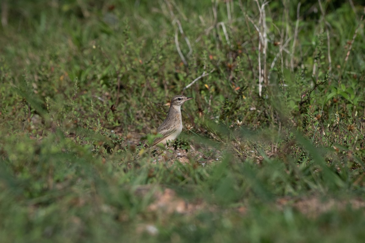 Tawny Pipit - ML645327525