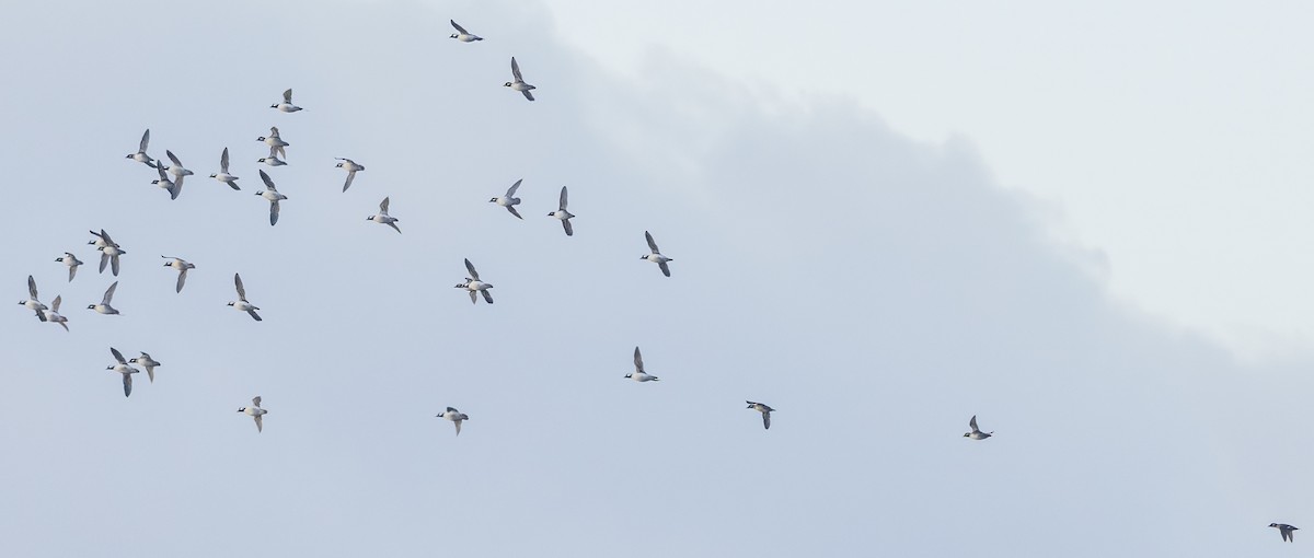 Bufflehead - ML645327528