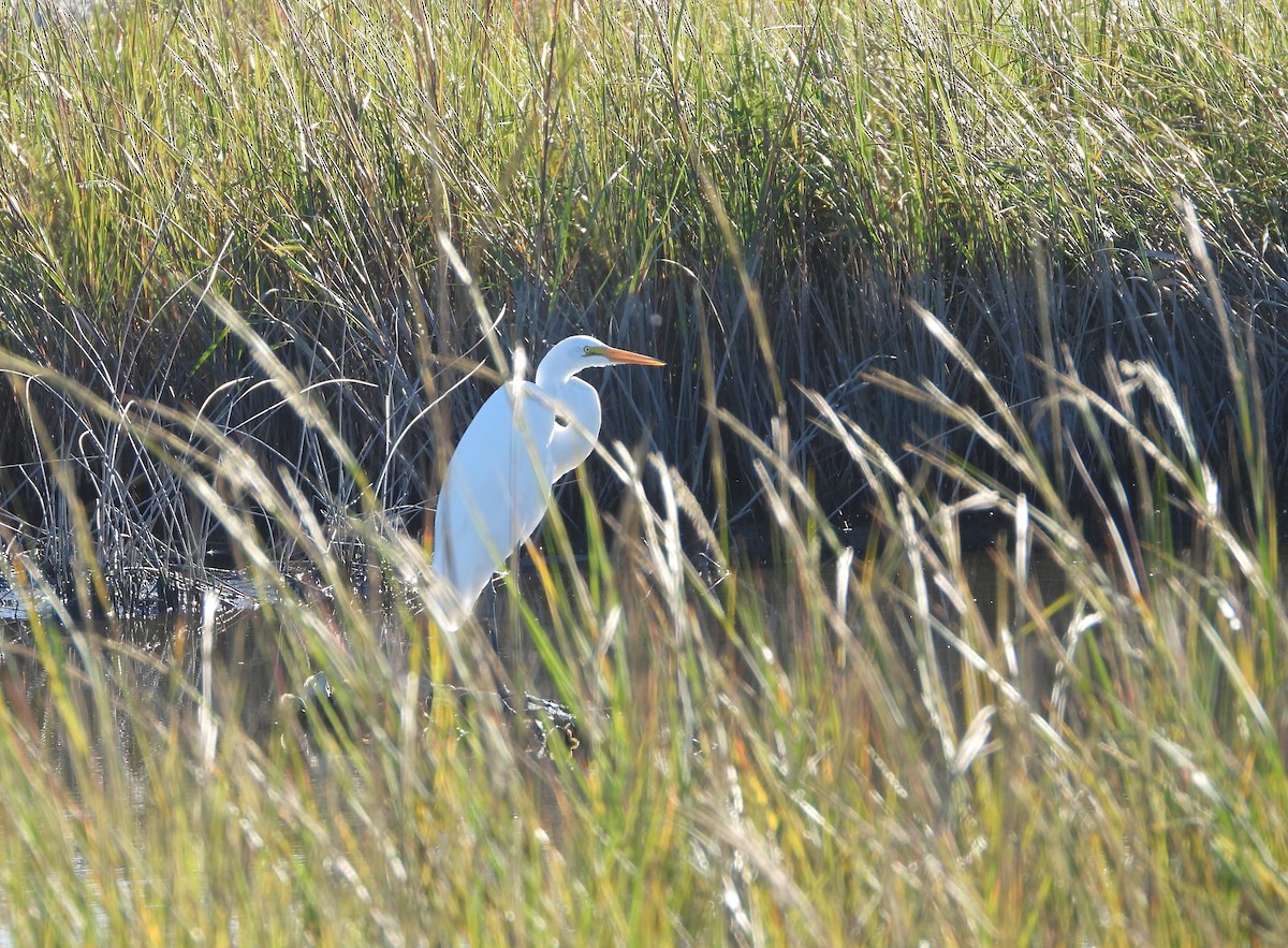 Garceta Grande - ML645327542