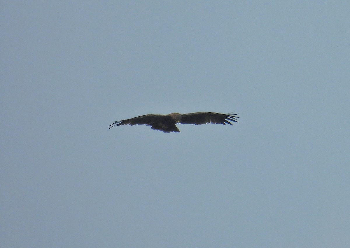 Greater Spotted Eagle - ML645327546
