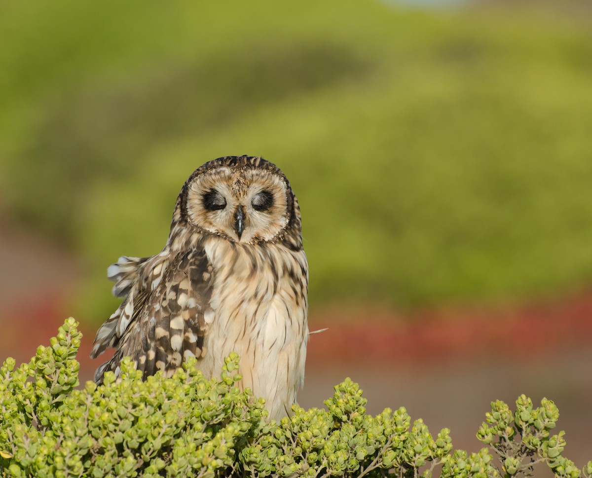 Zingira-hontza - ML645327549