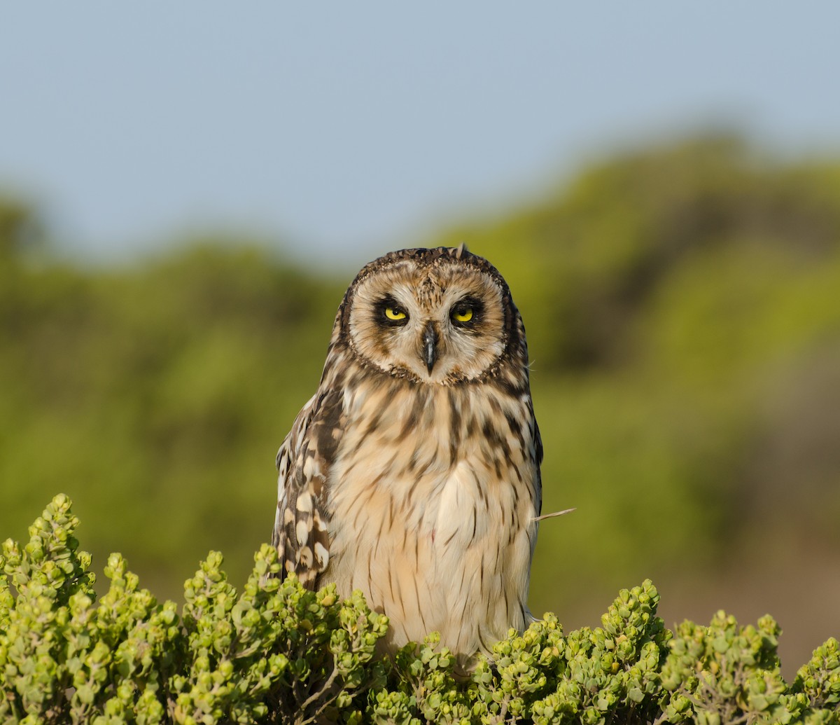 Zingira-hontza - ML645327550