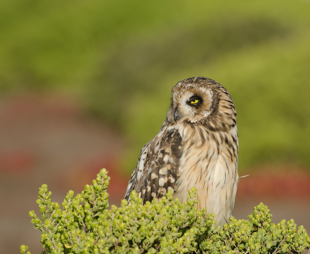 Zingira-hontza - ML645327551