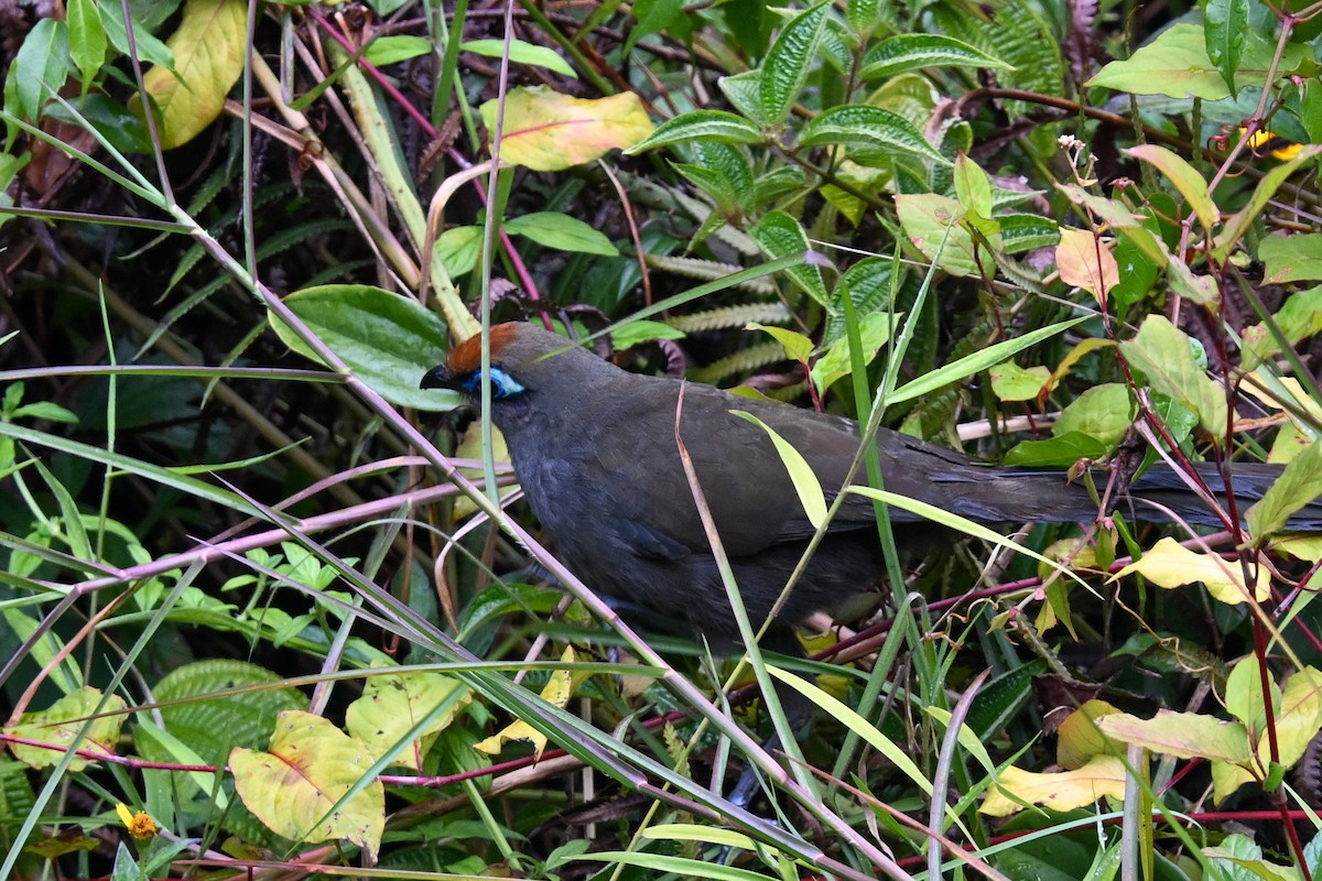 Red-fronted Coua - ML645327562