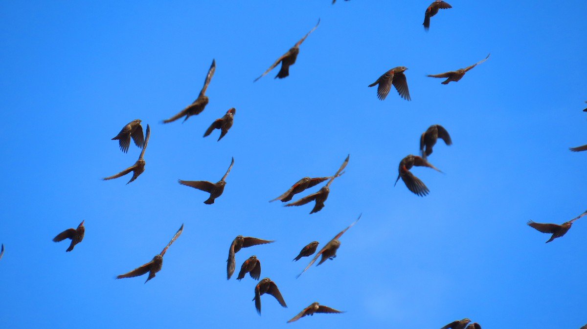 Red-winged Blackbird - ML645327566