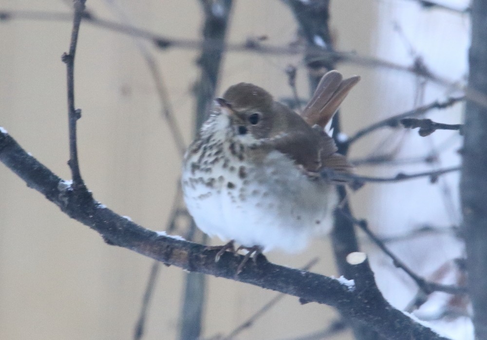 Grive solitaire - ML645327575