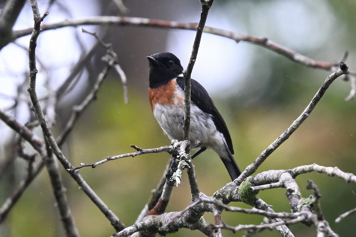 African Stonechat - ML645327577