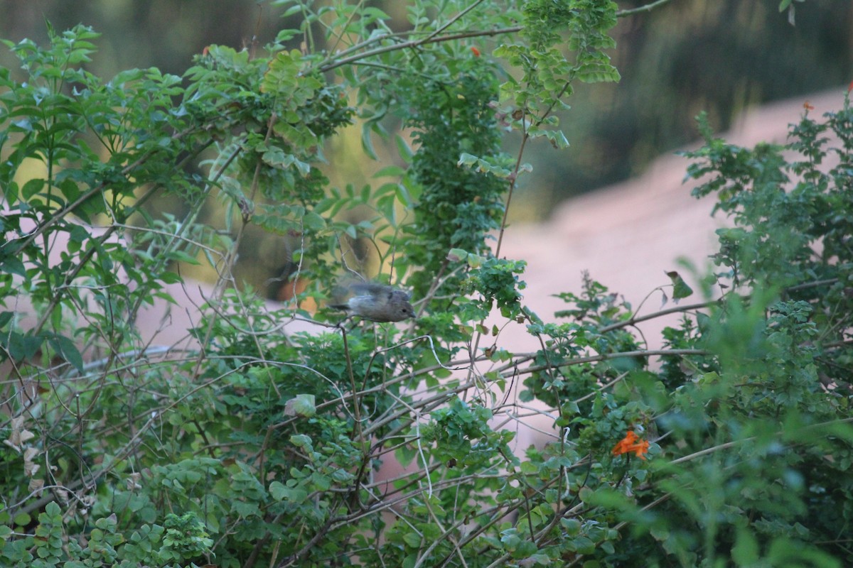 Lazuli Bunting - ML645327582