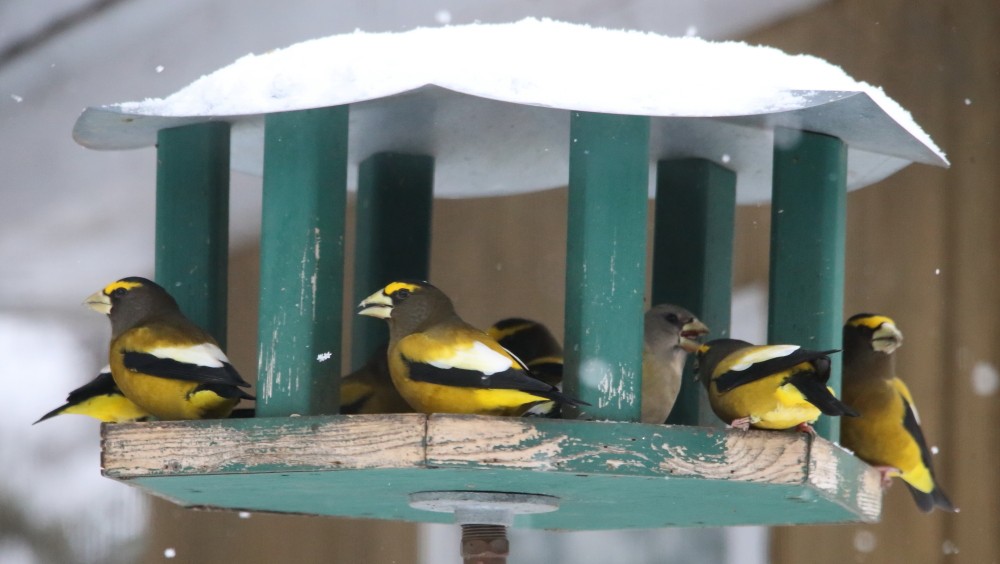 Evening Grosbeak - ML645327583