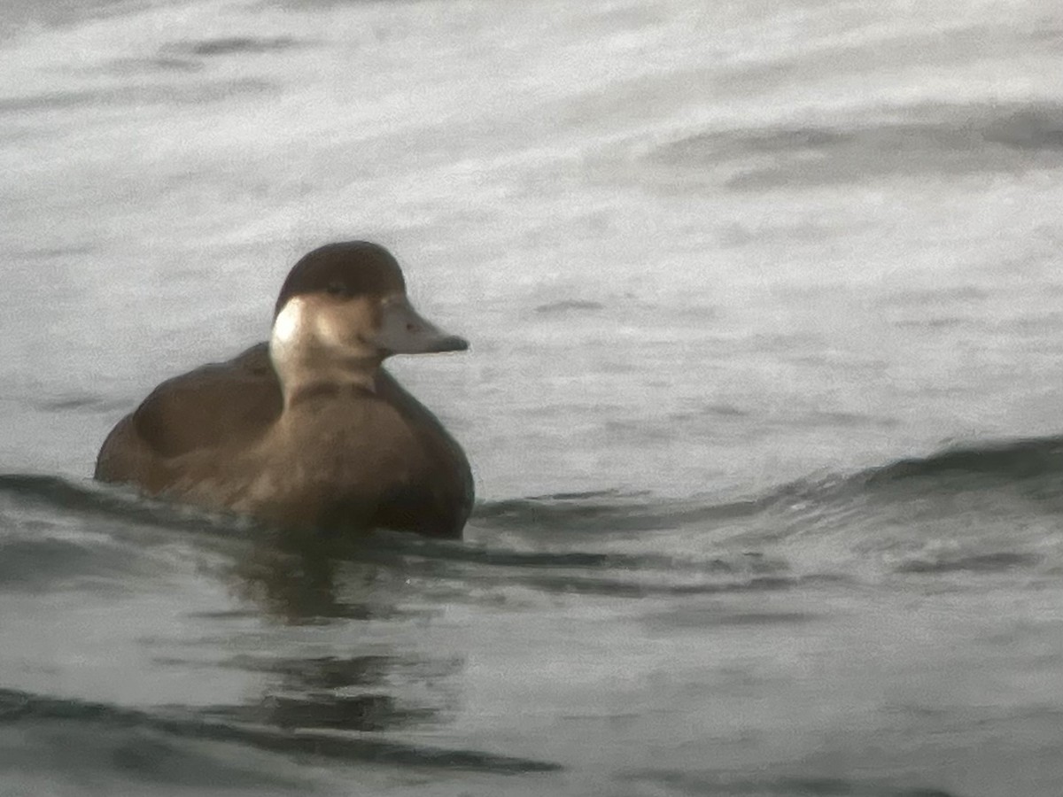 Common Scoter - ML645327584