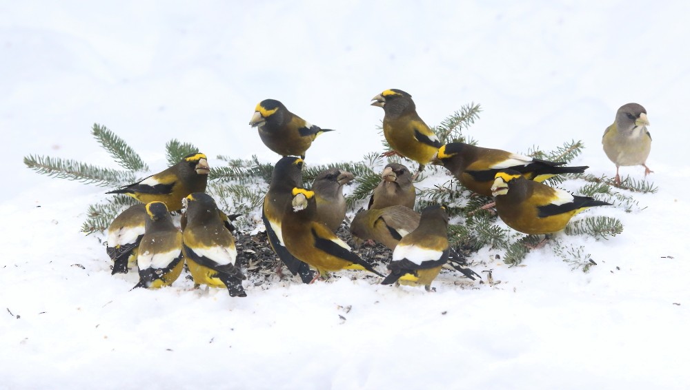 Evening Grosbeak - ML645327595