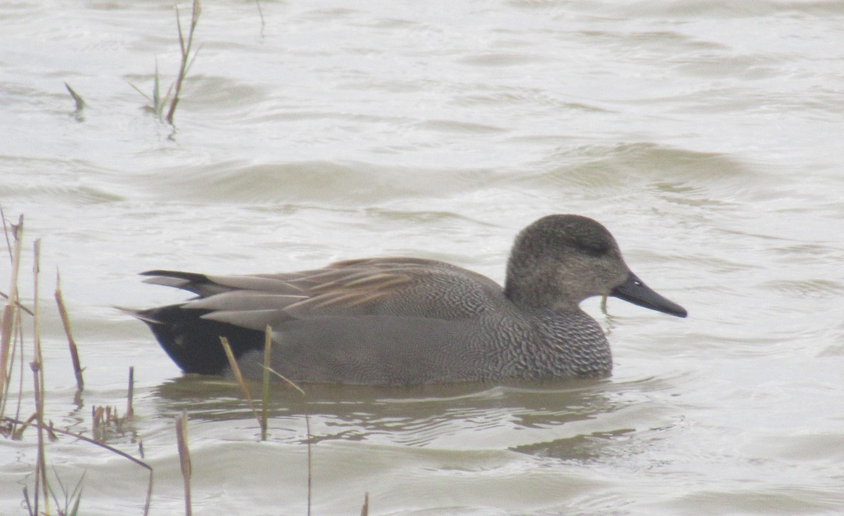 kopřivka obecná - ML645327609