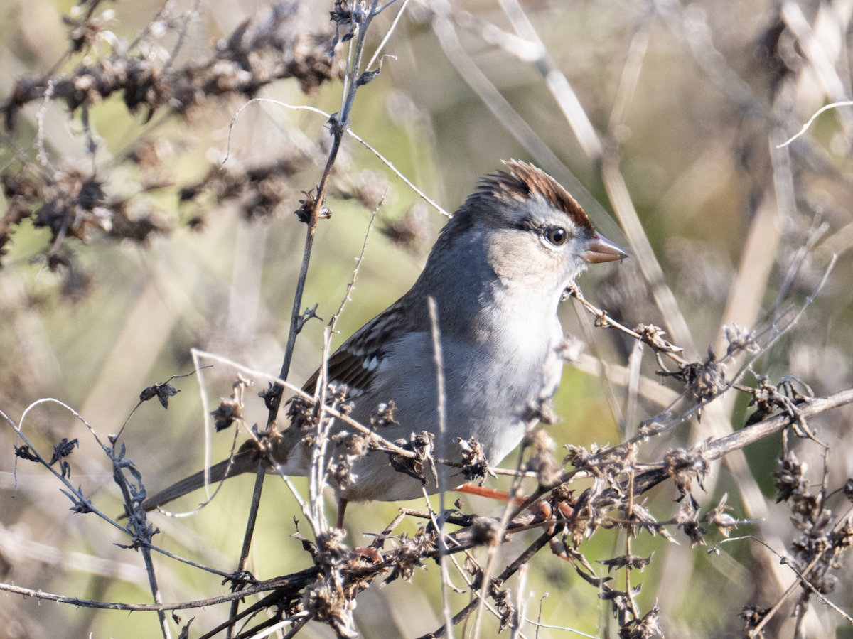 White-crowned Sparrow - ML645327625