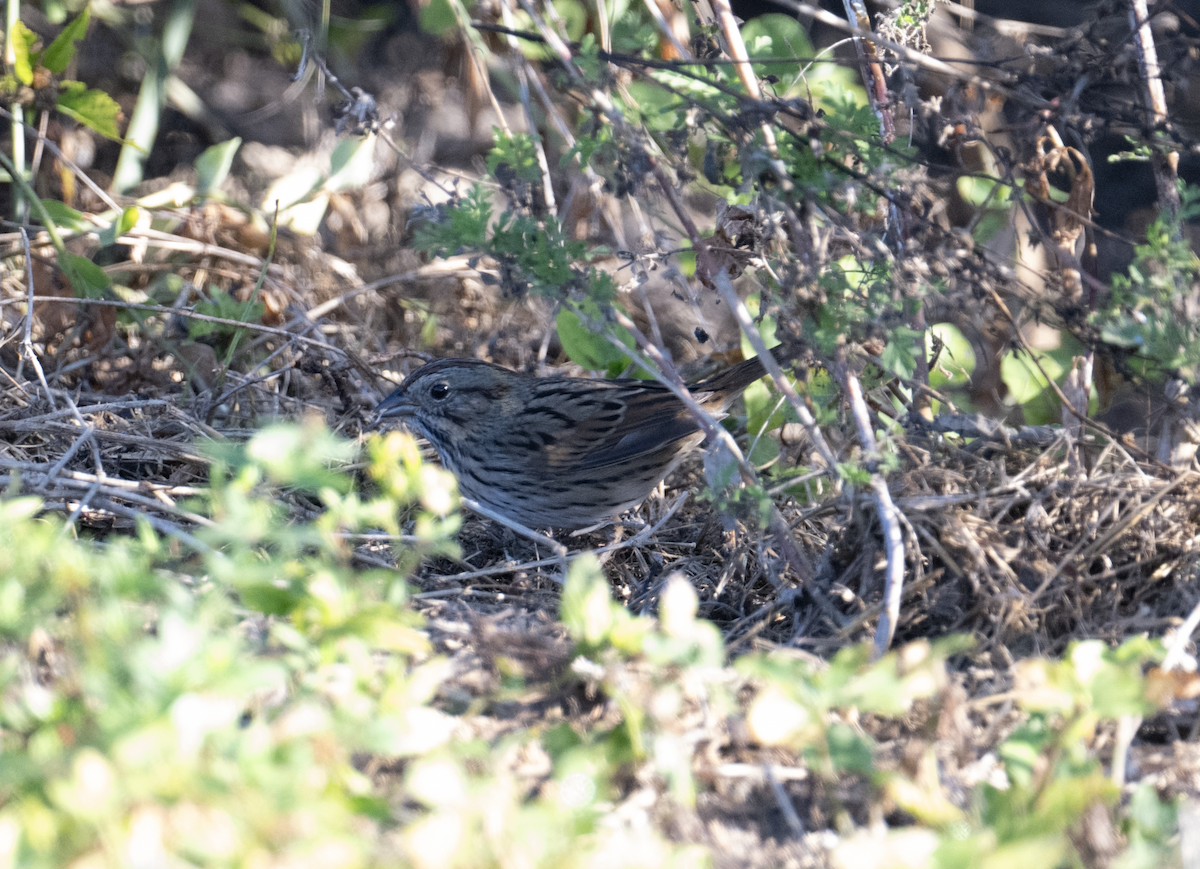 Lincoln's Sparrow - ML645327627