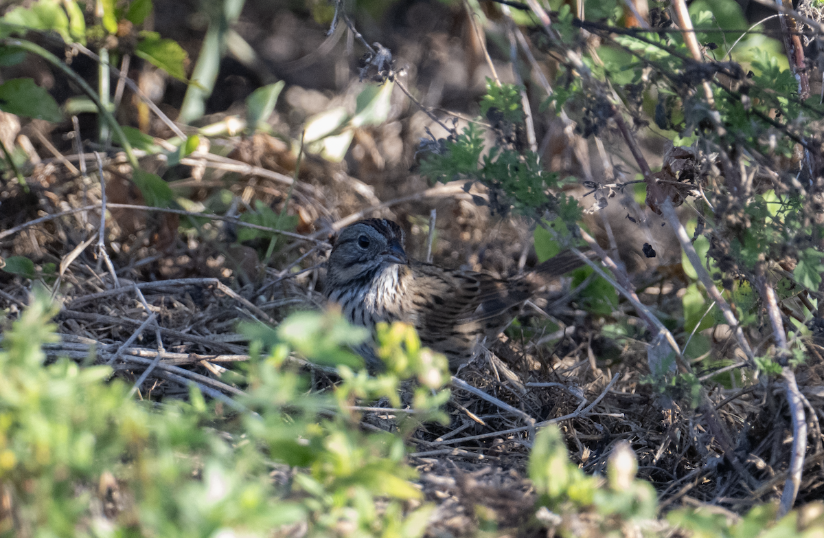 Lincoln's Sparrow - ML645327628