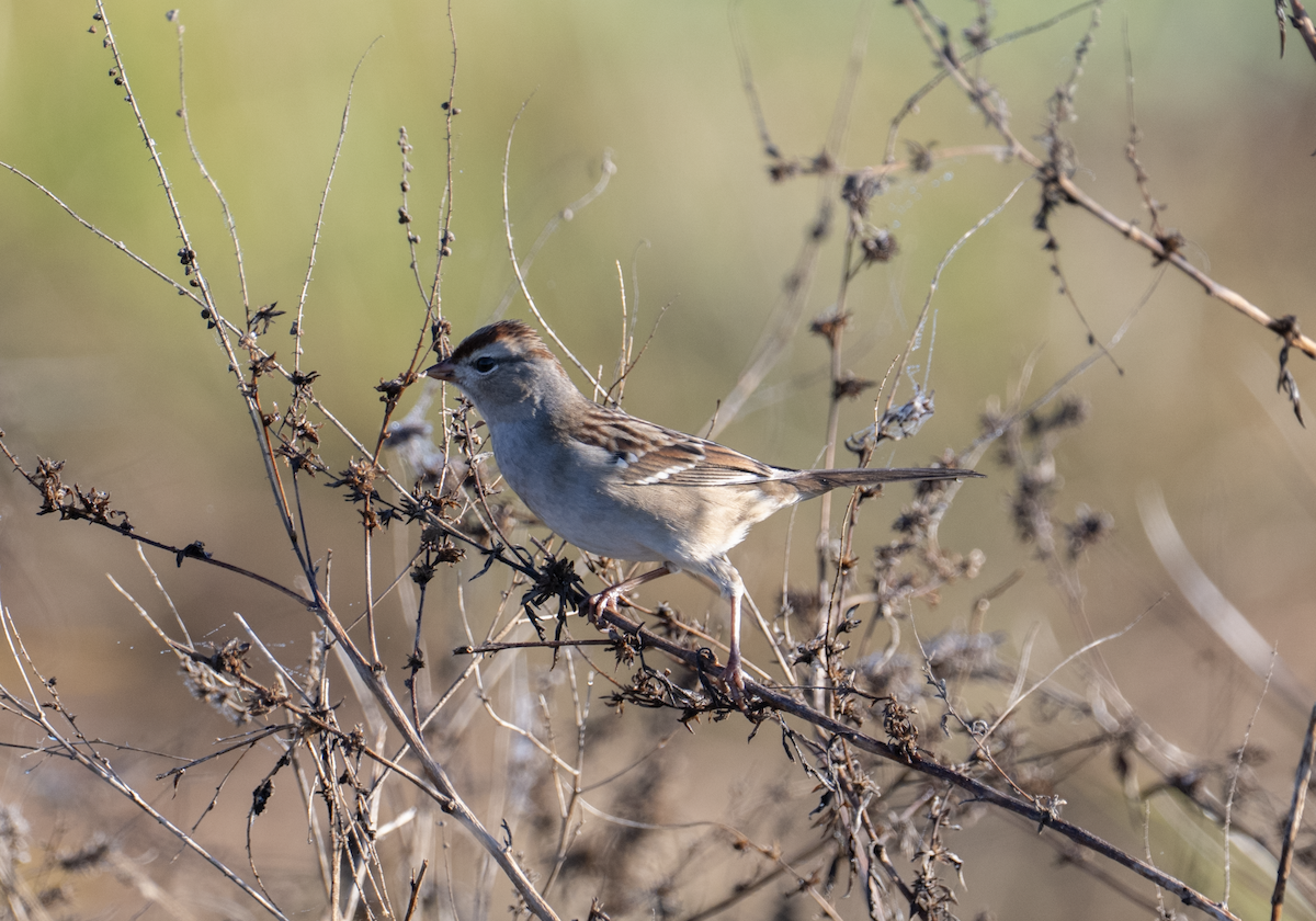 White-crowned Sparrow - ML645327629