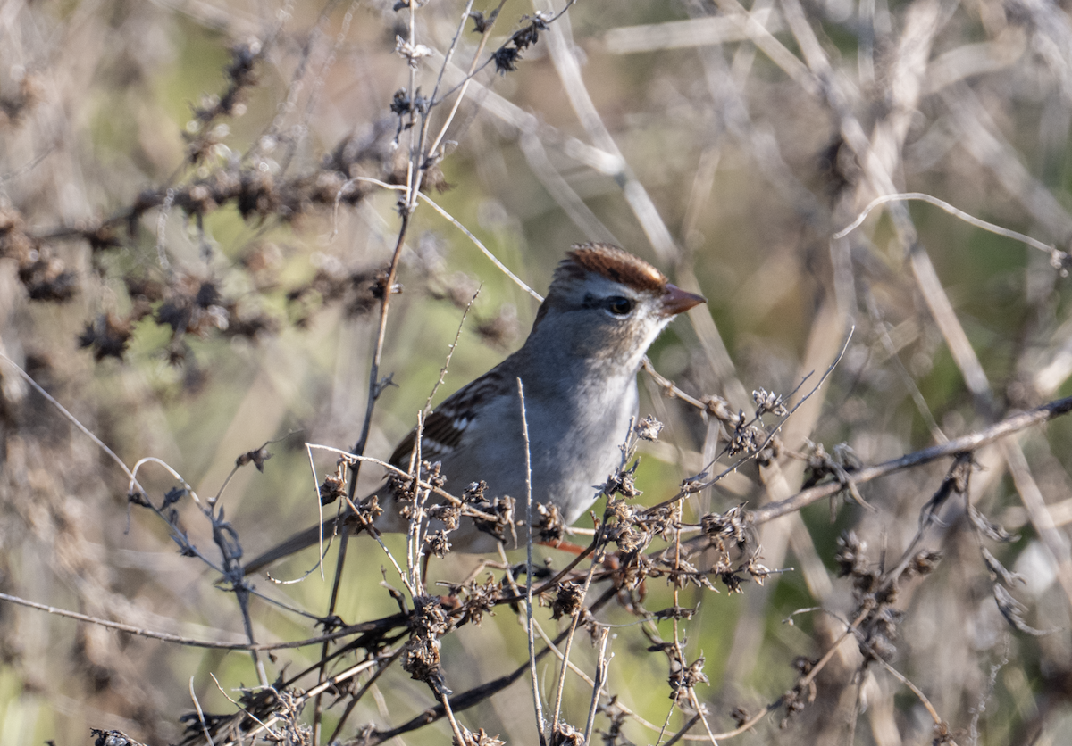 White-crowned Sparrow - ML645327630