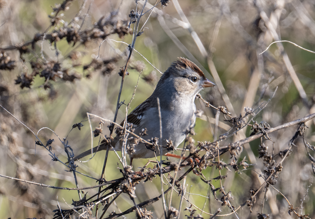White-crowned Sparrow - ML645327631