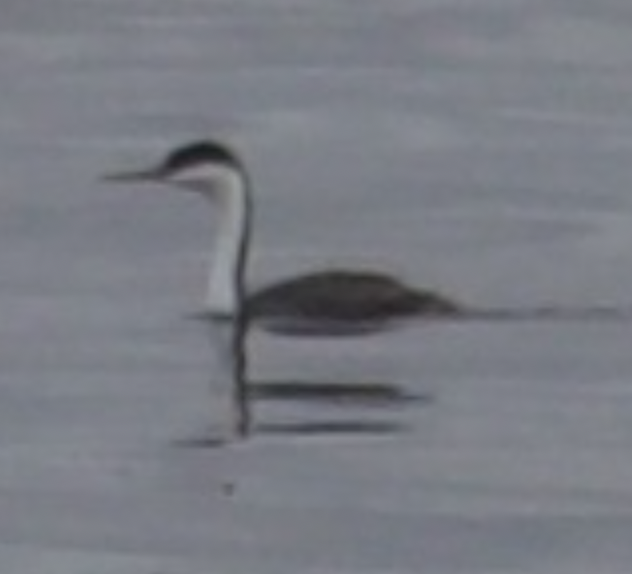 potápka západní - ML645327639