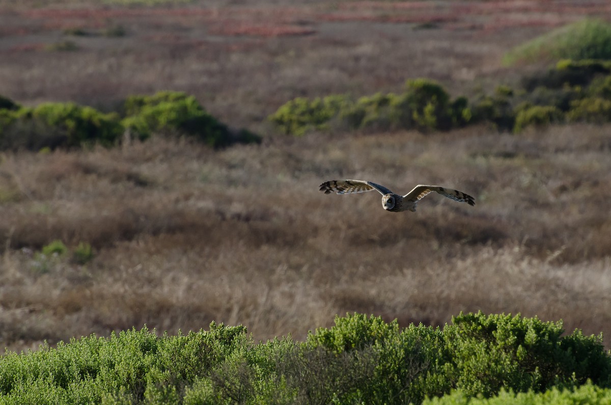 Zingira-hontza - ML645327659