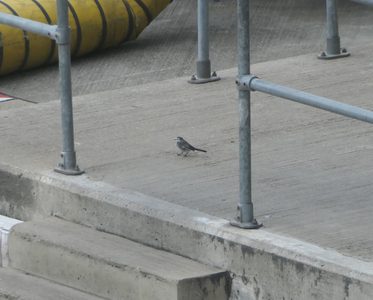White Wagtail (British) - ML645327660