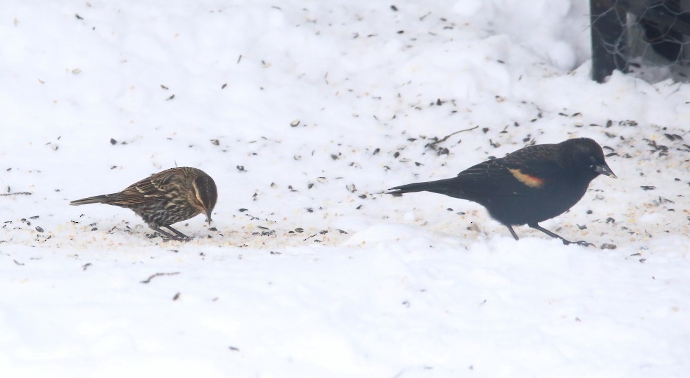 Red-winged Blackbird - ML645327664