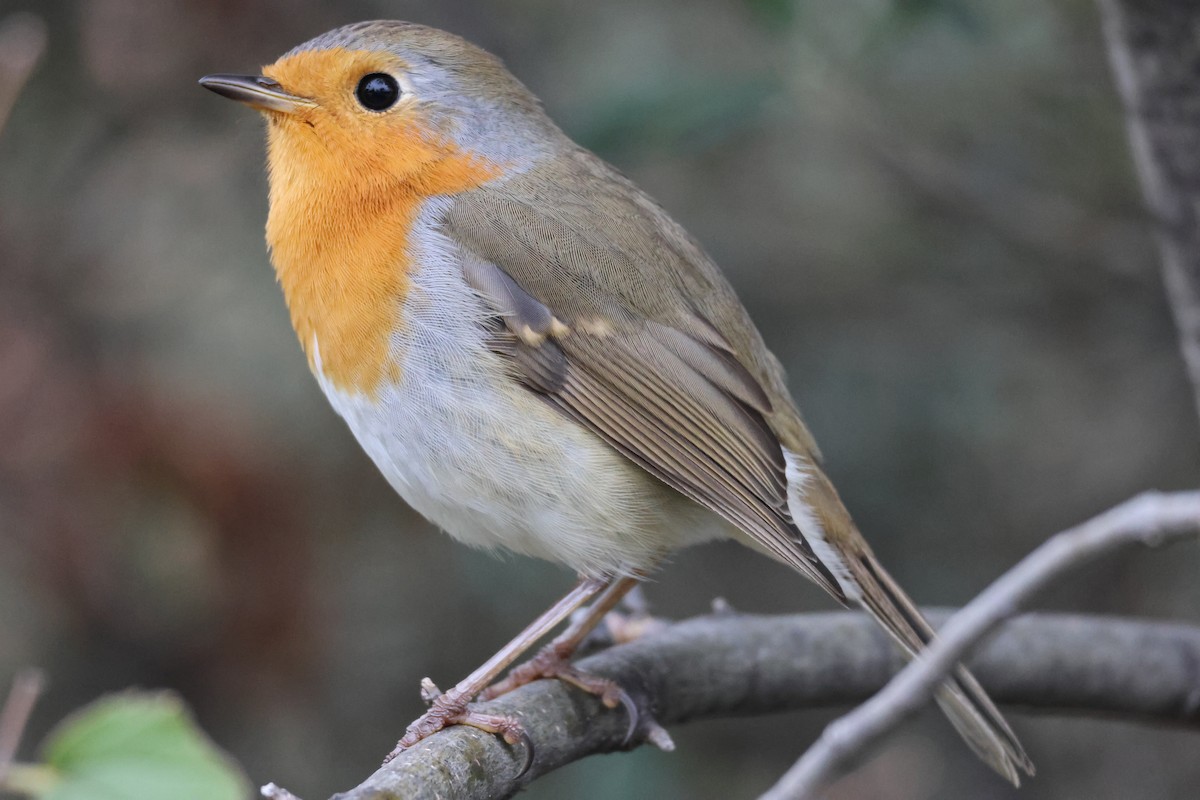European Robin - ML645327668