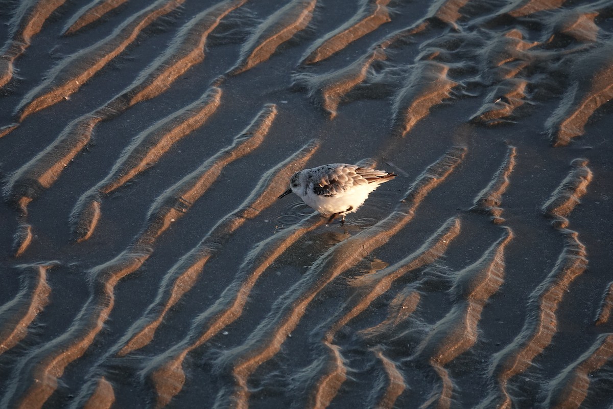 三趾濱鷸 - ML645327669