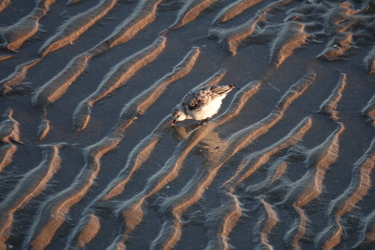 三趾濱鷸 - ML645327670