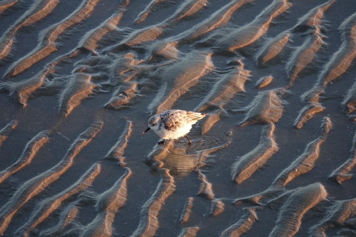 三趾濱鷸 - ML645327671