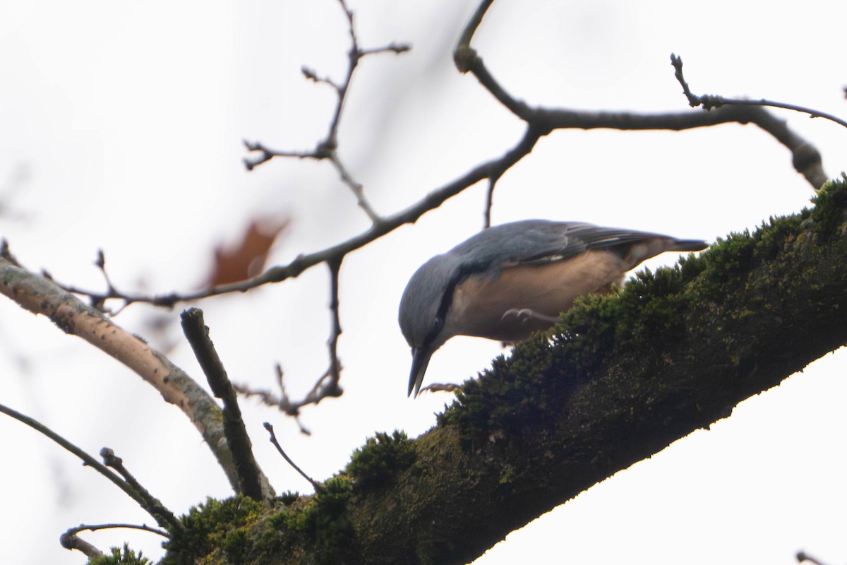 Повзик звичайний - ML645327676