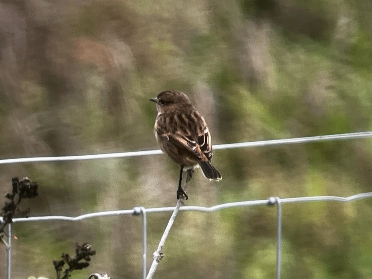 Трав'янка чорноголова - ML645327683