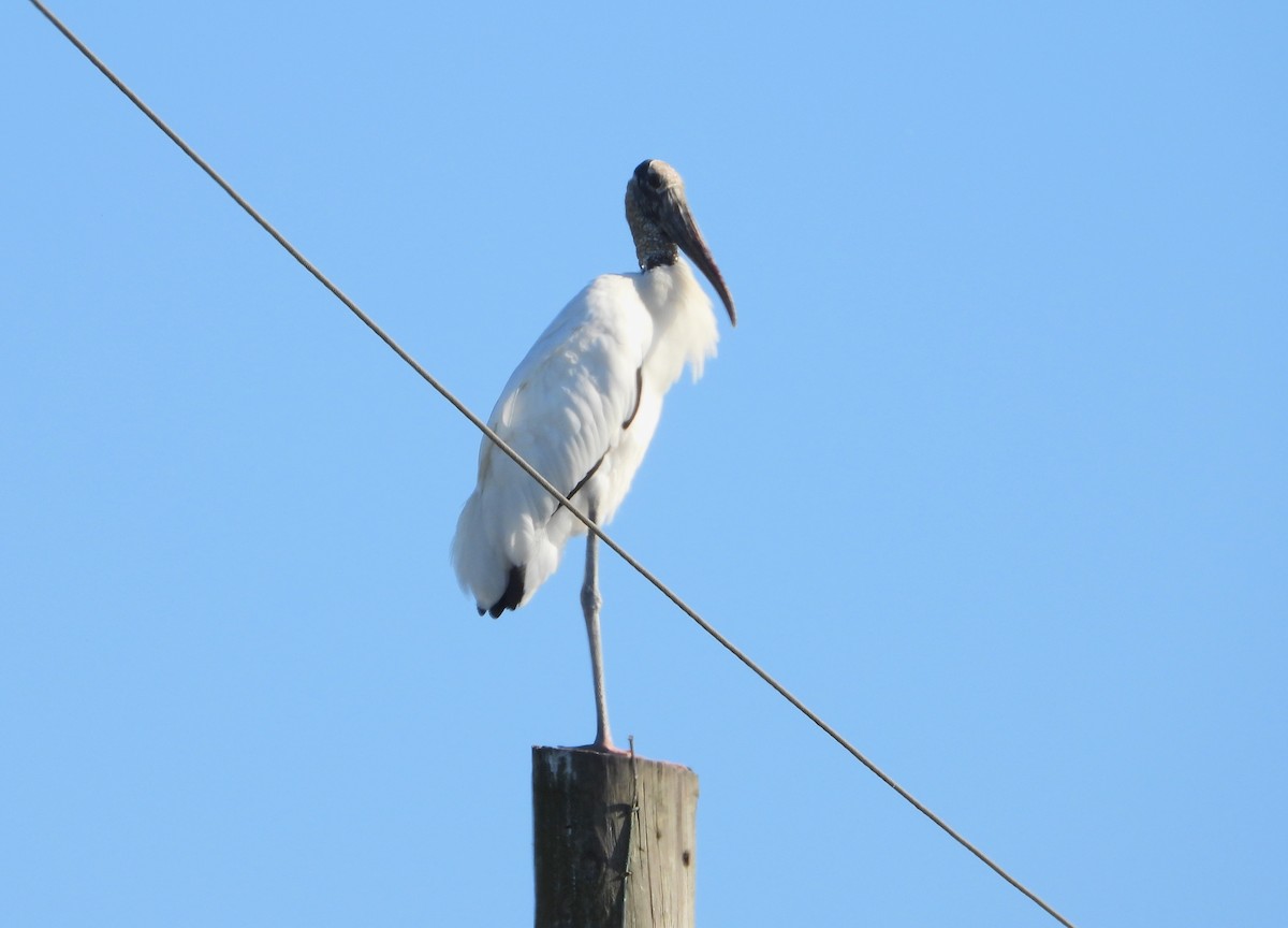 Tántalo Americano - ML645327685