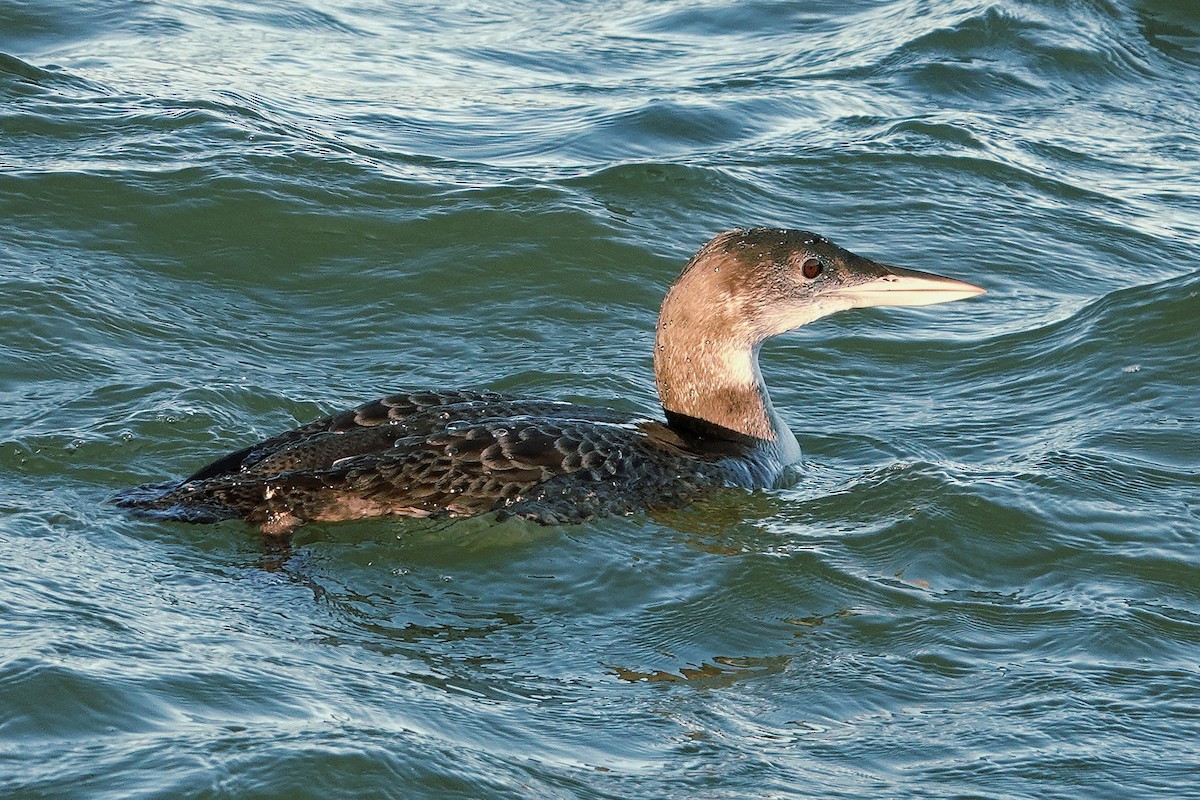 Common Loon - ML645327686