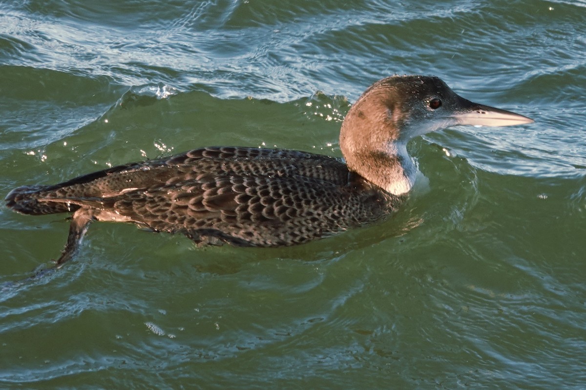 Common Loon - ML645327687