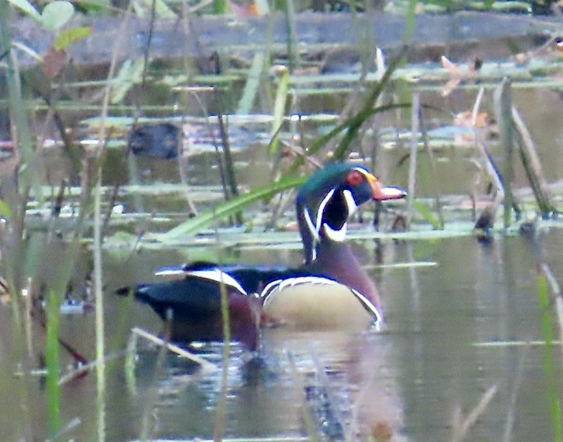 Canard branchu - ML645327704