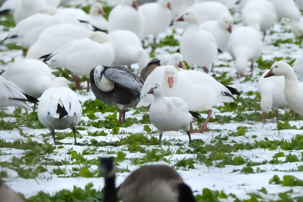 husa bělostná - ML645327724