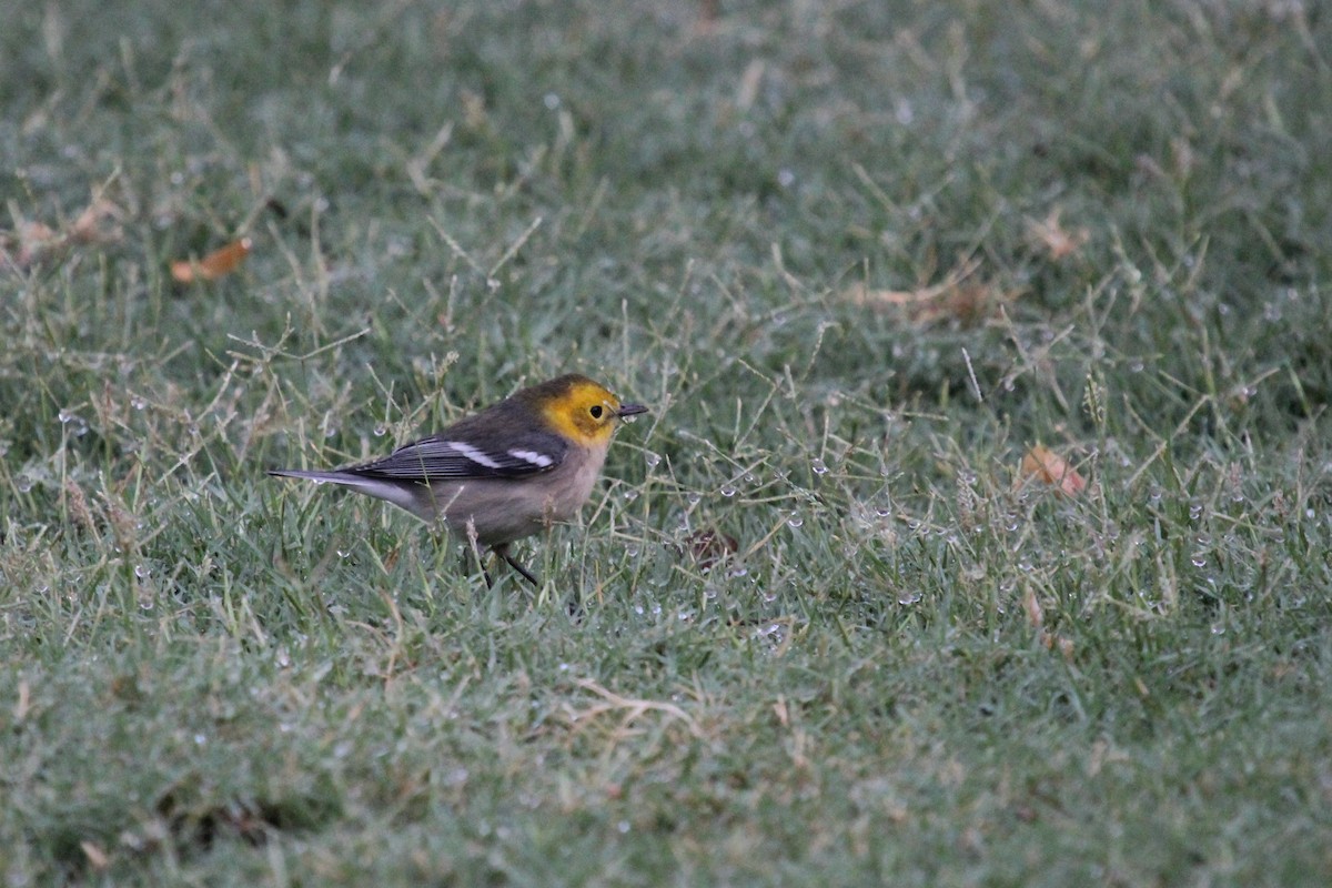 Paruline à tête jaune - ML645327732