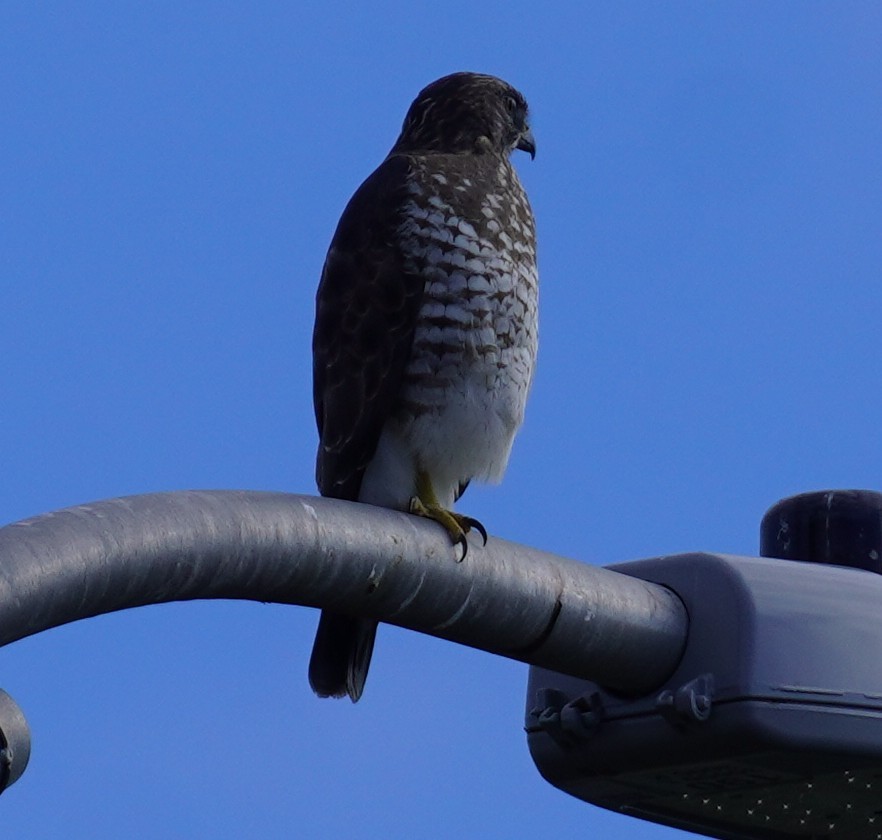 Канюк ширококрилий - ML645327739