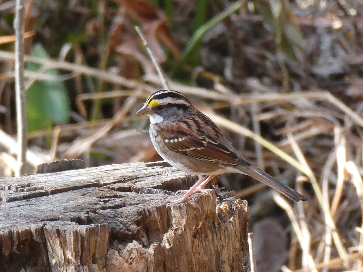 White-throated Sparrow - ML645327744