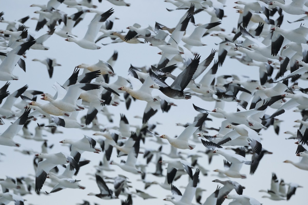 husa sněžní - ML645327745